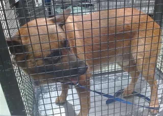 Photo of Senior German Shepherd Dog mix, adoptable German Shepherd Dog mix in Devore, California