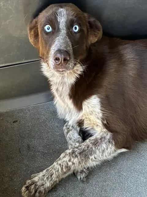 Photo of Senior Border Collie mix, adoptable Border Collie mix in Devore, California
