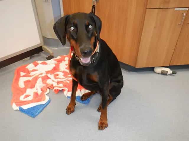 Photo of Zahra, adoptable Doberman Pinscher in San José, California
