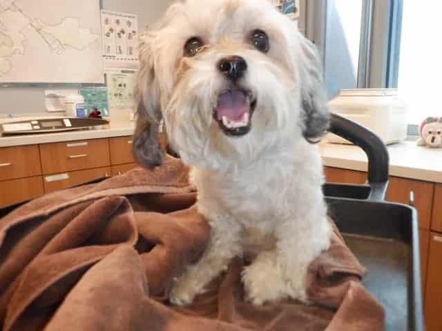 Photo of Senior Maltese, adoptable Maltese in San José, California