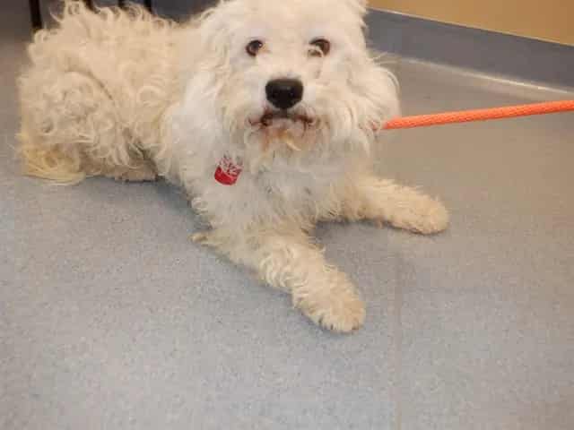 Photo of Senior Maltese, adoptable Maltese in San José, California