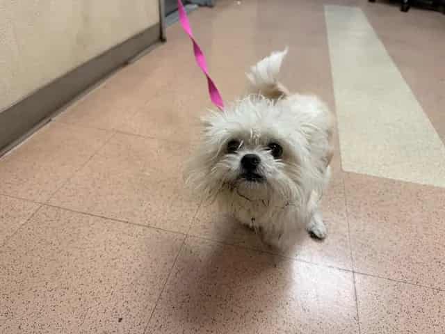 Photo of Senior Maltese mix, adoptable Maltese mix in San José, California