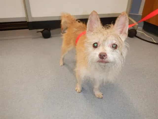 Photo of Simba, adoptable Affenpinscher mix in San José, California