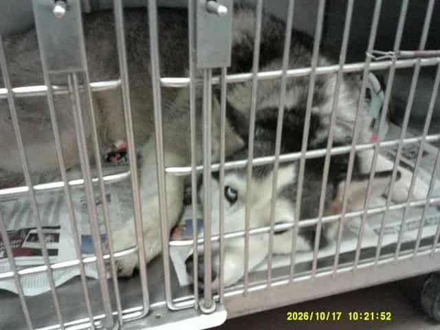 Photo of Akira, adoptable Alaskan Husky in Chicago, Illinois