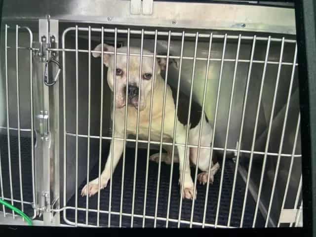 Photo of Snoop, adoptable American Bulldog mix in Chicago, Illinois
