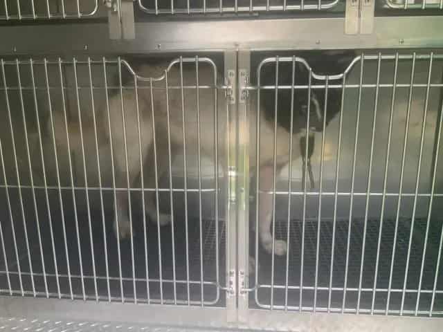 Photo of Son, adoptable Akita in Chicago, Illinois