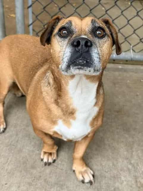 Photo of Calamari, adoptable Dachshund and American Pit Bull Terrier in Chicago, Illinois