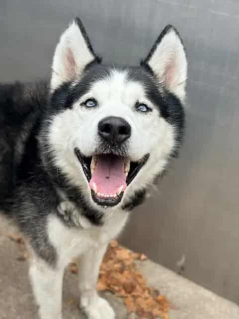 Photo of Killua, adoptable Siberian Husky in Chicago, Illinois