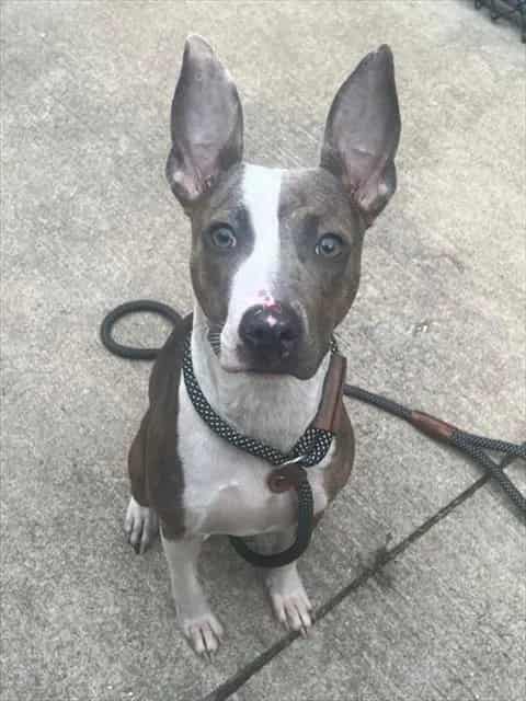 Photo of Zoe, adoptable American Pit Bull Terrier in Chicago, Illinois
