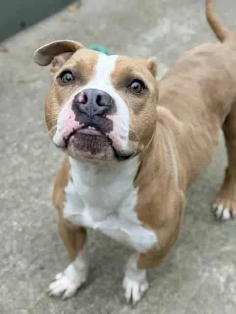 Photo of Lemon Curd, adoptable American Pit Bull Terrier in Chicago, Illinois