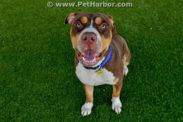 Photo of Marty, adoptable American Bulldog
