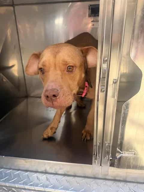 Photo of Honey Boo, adoptable Mixed Breed