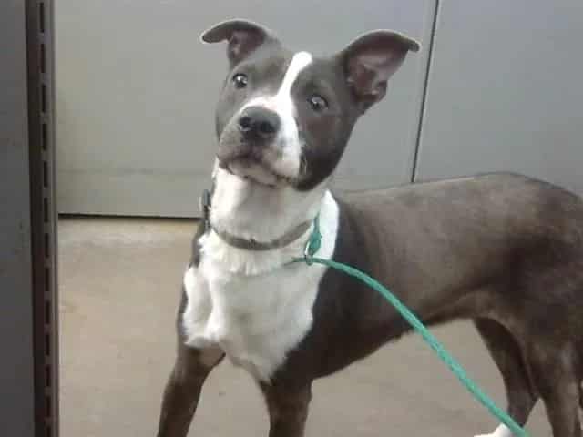 Photo of Dewey, adoptable Mixed Breed