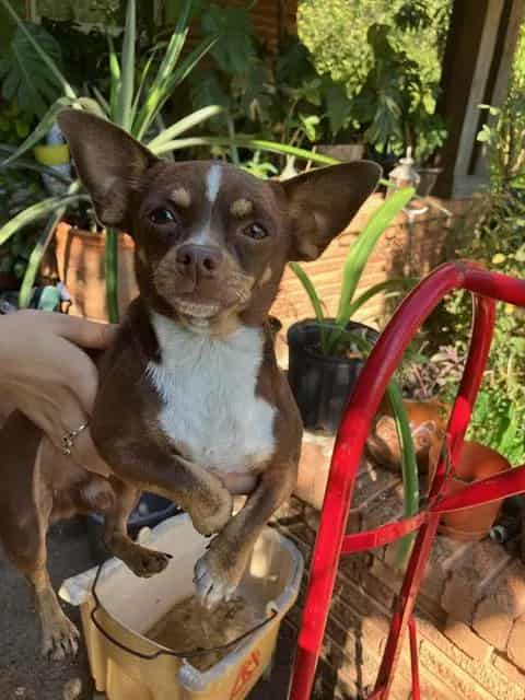 Photo of Oso, adoptable Mixed Breed