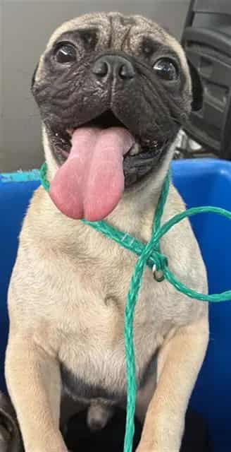 Photo of Pebbles, adoptable Pug
