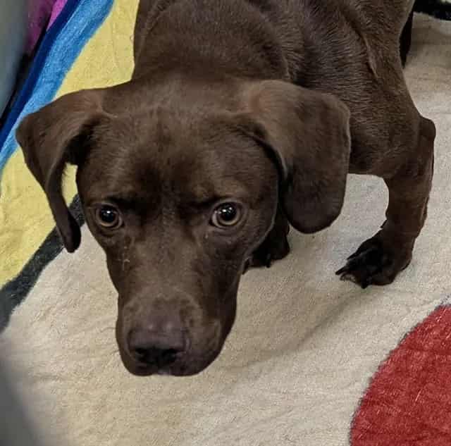 Photo of Coco, adoptable Mixed Breed