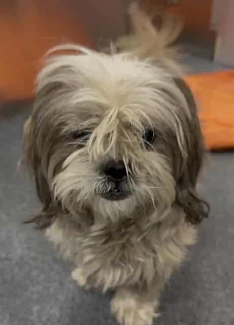 Photo of Monster, adoptable Shih Tzu