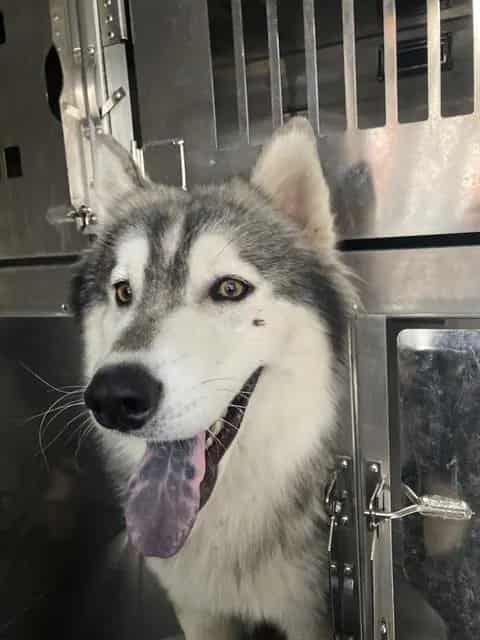 Photo of Bentley, adoptable Siberian Husky