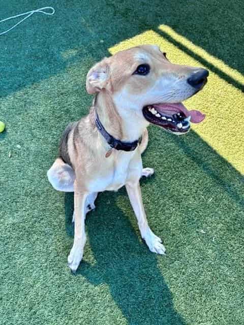 Photo of Mei-Mei, adoptable Mixed Breed