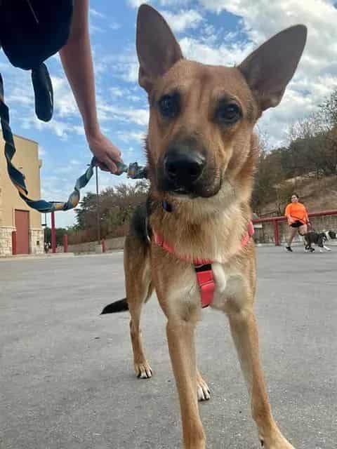 Photo of Marfa, adoptable Mixed Breed