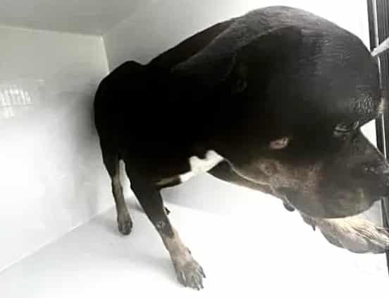 Photo of Cheif, adoptable Rottweiler mix in Houston, Texas