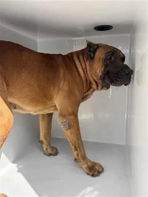Photo of Enzo, adoptable Mastiff mix in Houston, Texas