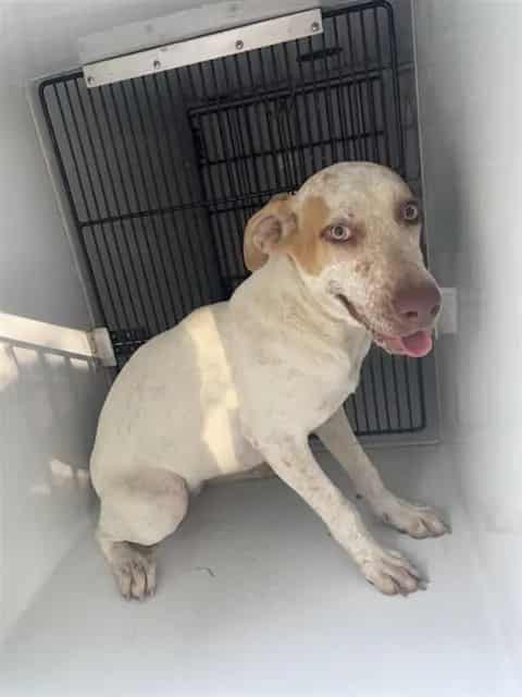 Photo of Senior Whippet mix, adoptable Whippet mix in Houston, Texas
