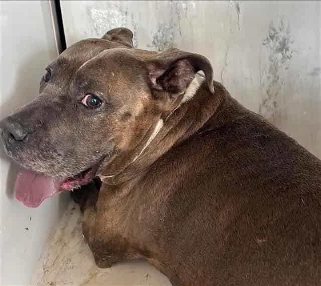 Photo of Francesca, adoptable American Bulldog mix in Houston, Texas