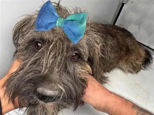 Photo of Senior Schnauzer - Miniature mix, adoptable Schnauzer - Miniature mix in Houston, Texas