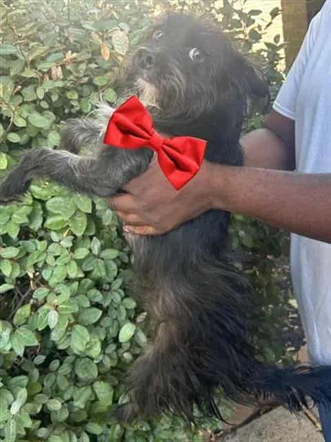 Photo of Senior Schnauzer - Miniature mix, adoptable Schnauzer - Miniature mix in Houston, Texas