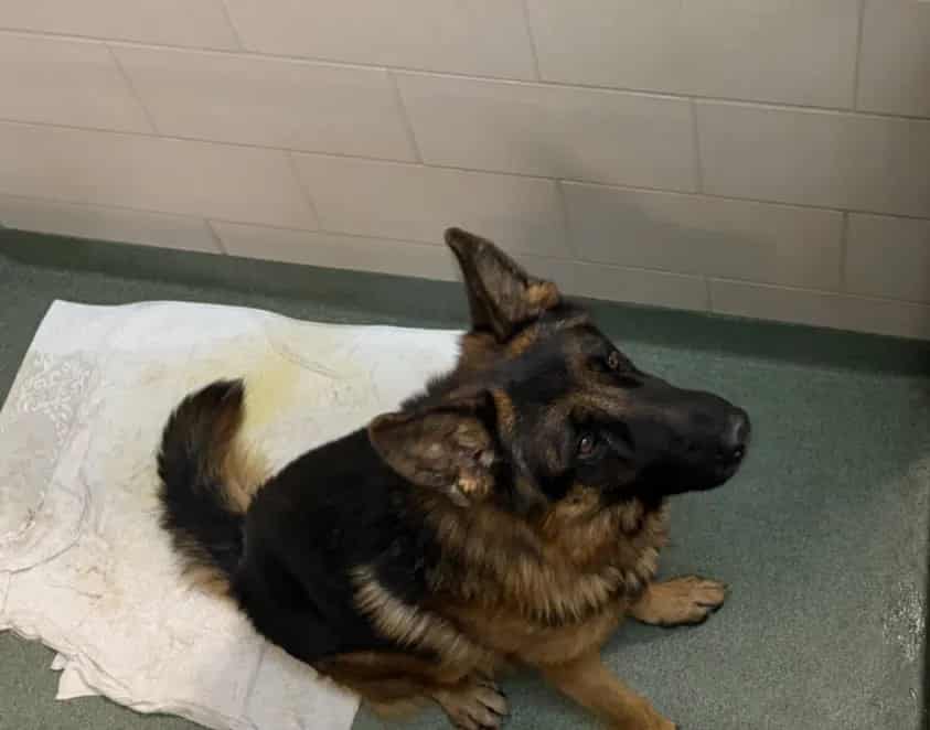 Photo of Senior Mixed Breed, adoptable Mixed Breed in Santa Fe, New Mexico