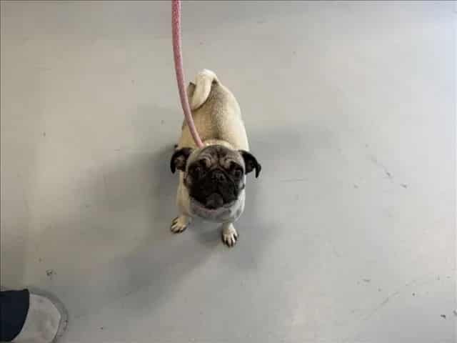 Photo of Senior Pug, adoptable Pug in Santa Fe, New Mexico
