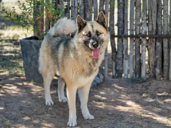 Photo of Zia, adoptable Mixed Breed in Santa Fe, New Mexico