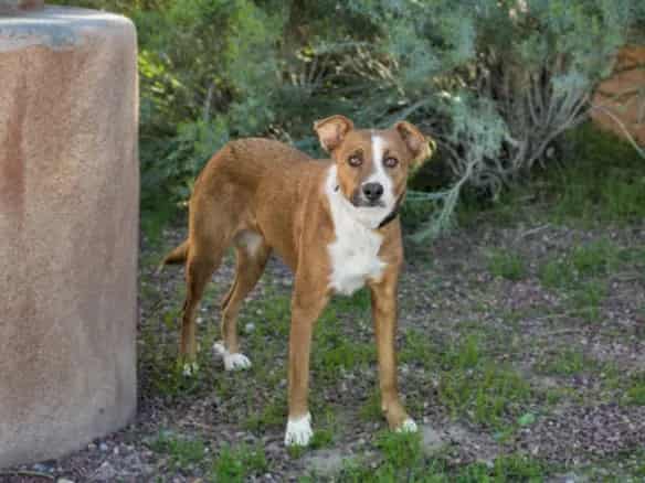 Photo of Lyra, adoptable Mixed Breed in Santa Fe, New Mexico