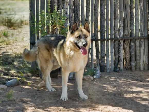 Photo of Kenzo, adoptable Mixed Breed in Santa Fe, New Mexico