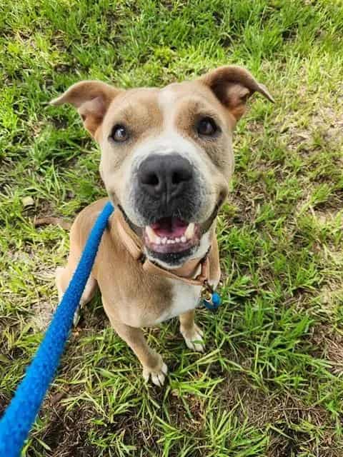 Photo of Ares, adoptable dog in Palmetto, Florida