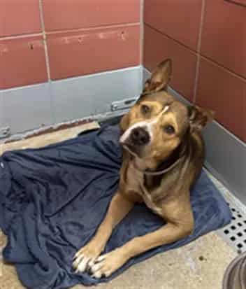 Photo of Martin, adoptable Staffordshire Bull Terrier mix in Houston, Texas