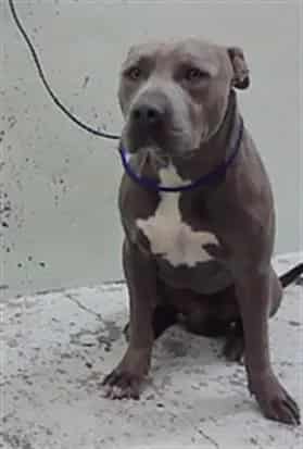 Photo of Landon, adoptable Staffordshire Bull Terrier in Houston, Texas