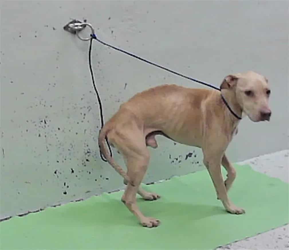 Photo of Alfie, adoptable Staffordshire Bull Terrier in Houston, Texas