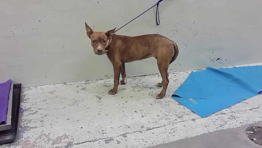 Photo of Wilma, adoptable Staffordshire Bull Terrier mix in Houston, Texas