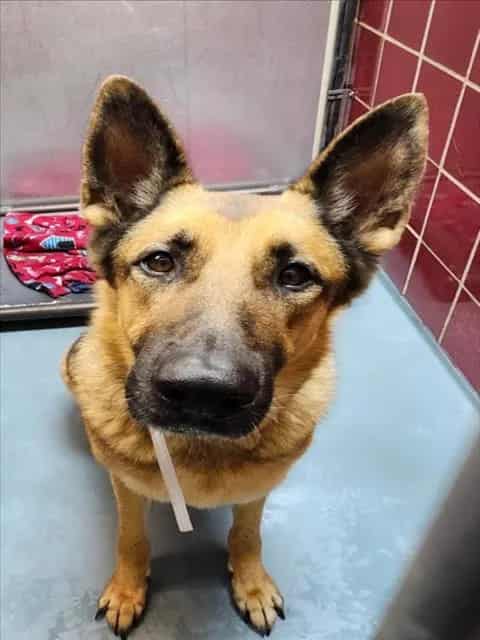 Photo of Lucy, adoptable German Shepherd Dog mix in Houston, Texas