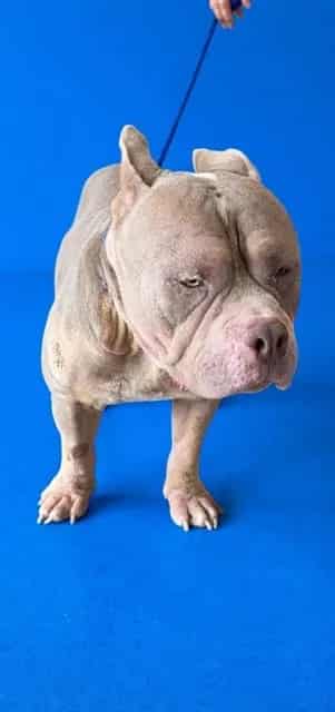 Photo of Billy, adoptable American Staffordshire Terrier in Miami, Florida