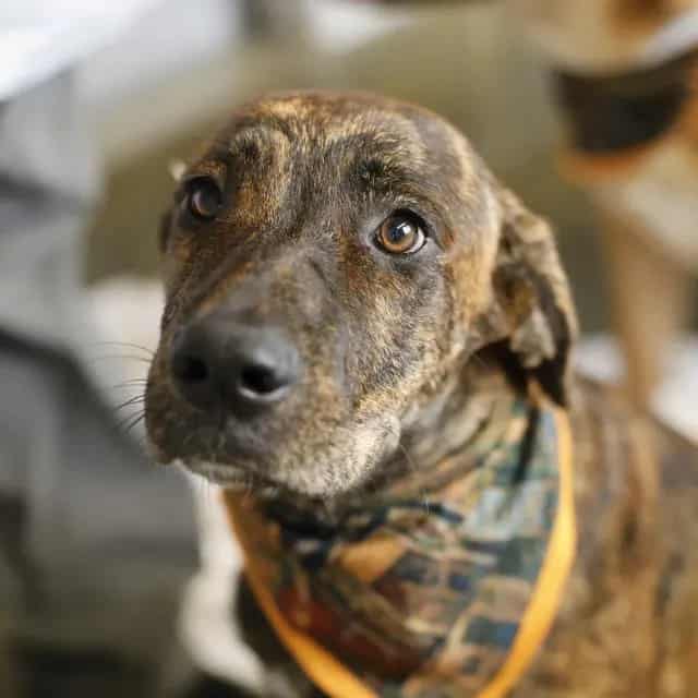 Photo of Reina, adoptable dog in San Antonio, Texas
