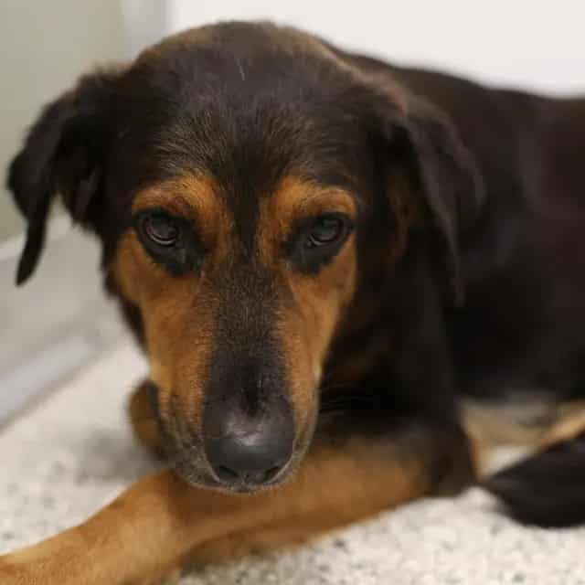 Photo of Patty G Onya, adoptable dog in San Antonio, Texas
