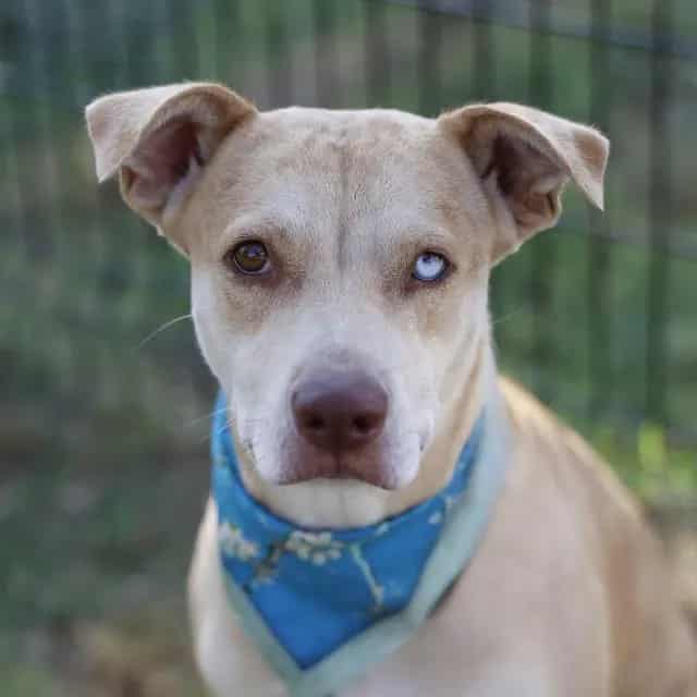 Photo of Paloma, adoptable dog in San Antonio, Texas