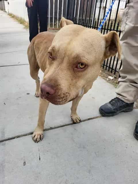 Photo of Senior Pit Bull Terrier, adoptable Pit Bull Terrier in Bakersfield, California