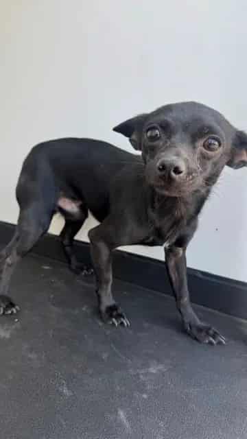 Photo of Senior Chihuahua - Smooth Coated, adoptable Chihuahua - Smooth Coated in Bakersfield, California