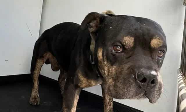 Photo of Senior Rottweiler mix, adoptable Rottweiler mix in Bakersfield, California