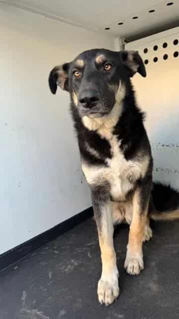 Photo of Senior German Shepherd Dog, adoptable German Shepherd Dog in Bakersfield, California