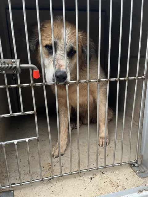 Photo of Wally, adoptable Great Pyrenees mix in Oklahoma City, Oklahoma